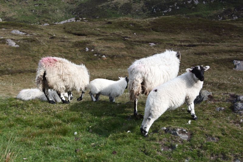 Troupeau de moutons en Irlande.