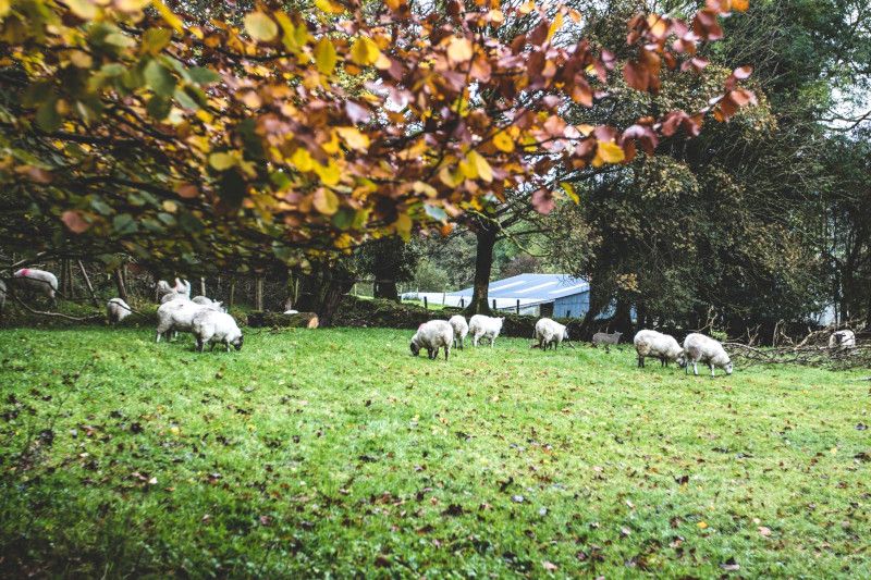 Troupeau de moutons en Irlande.