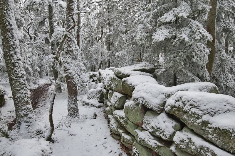 Un mur épais en pleine forêt sous la neige.