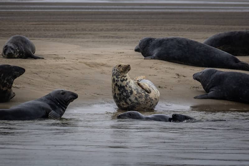 Phoque échoués sur une plage de sable.