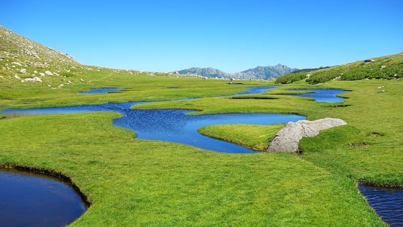 Une pelouse de haute montagne en Corse. 